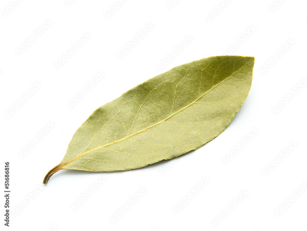 Obraz premium bay leaf