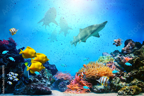 Underwater scene. Coral reef, fish groups, sharks