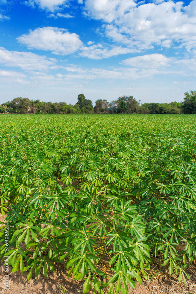 Cassava plant field