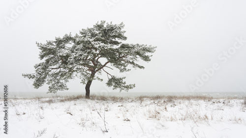 Single pine tree at winter
