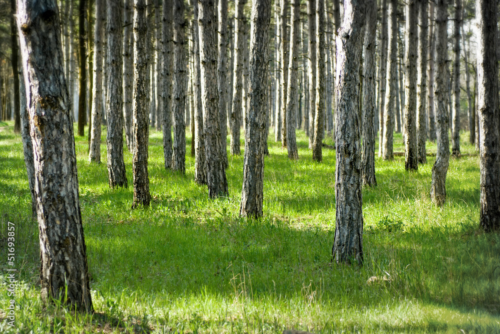 Fototapeta premium Sunny pine forest