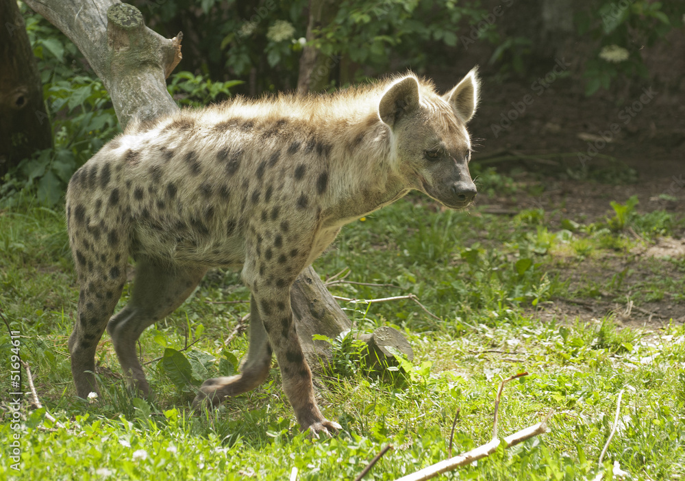 Striped hyena Striped hyena