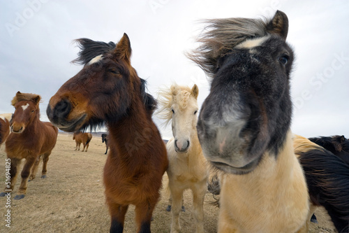 Icelandic Horses © Robert Hoetink