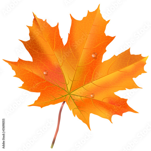 Herbst Ahornblatt, herbstlich