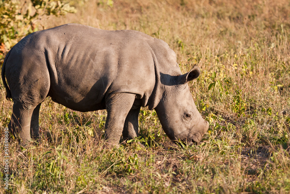Fototapeta premium Rhino standing in nature calf