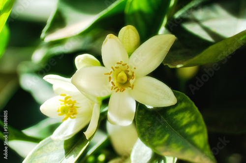 Fotografija Orange blossom