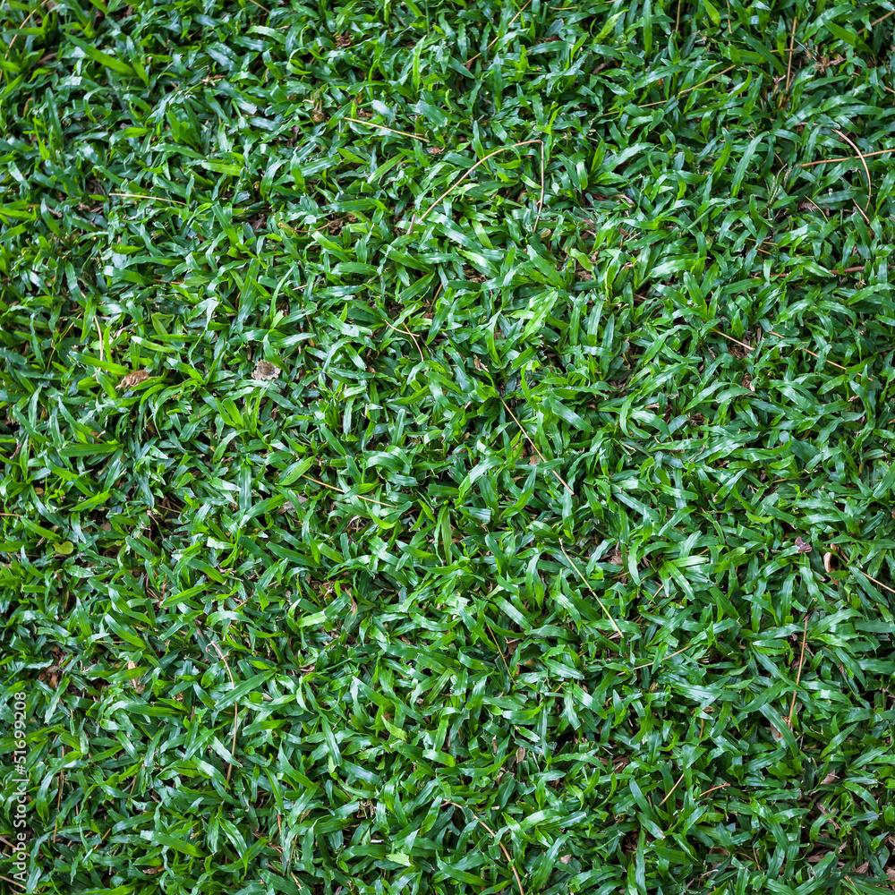 Grass pattern Grass pattern