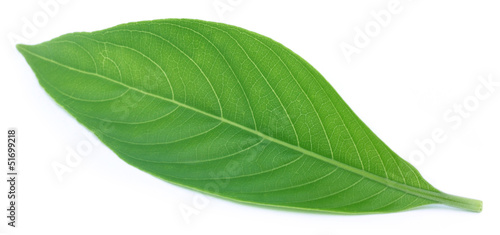 Adhatoda vasica or medicinal Basak leaf