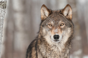 Papier peint photo Le salon Portrait d'un loup gris sauvage  © hkuchera