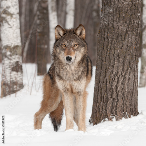 Grey Wolf (Canis lupus) Looks Forward
