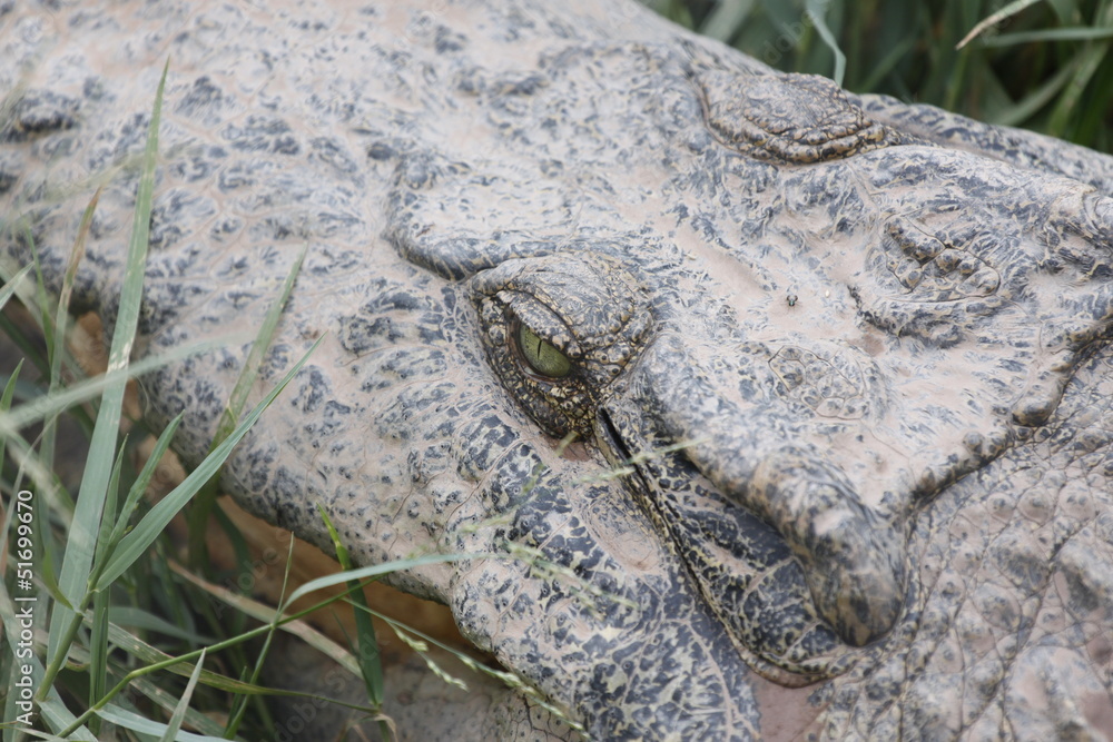 Naklejka premium Zoom The Crocodile.