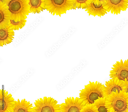 Fototapeta Naklejka Na Ścianę i Meble -  Sunflower border isolated on white