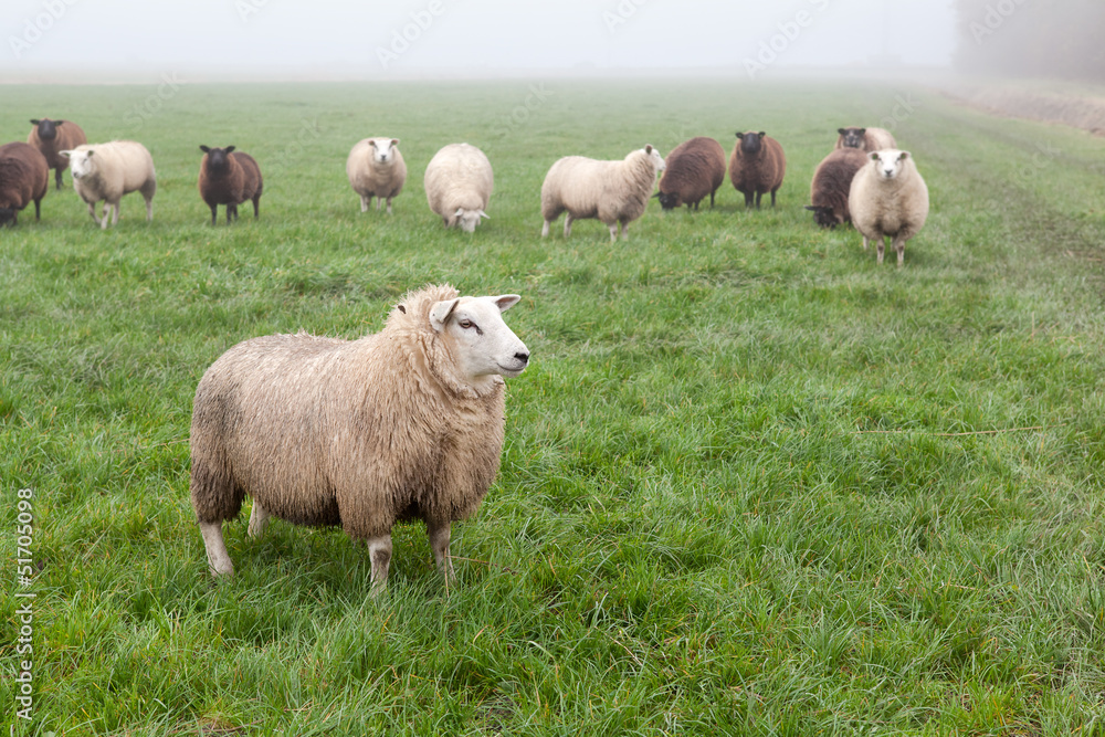 sheep on misty pasture