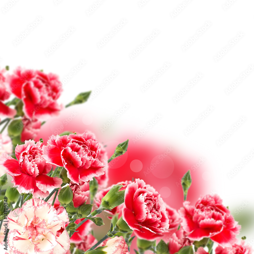 Floral background from  carnations