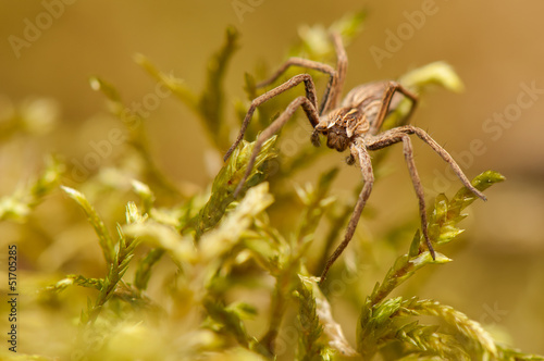 Pisaura mirabilis © Gucio_55