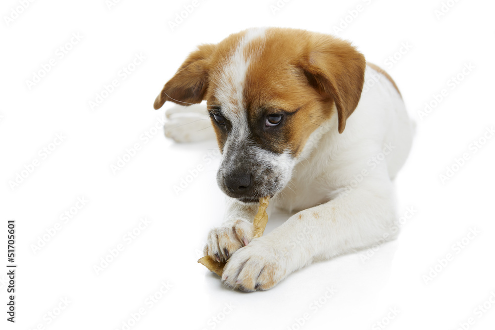 Young terrier dog eating rawhide treat over white background. Young terrier dog eating rawhide treat over white background.