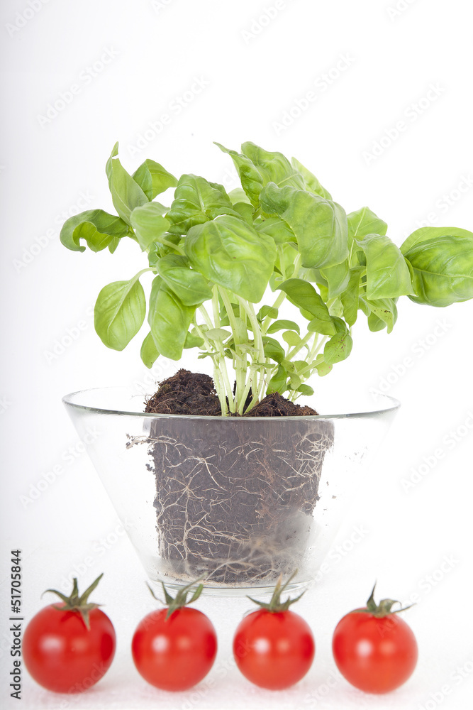 Pomodorini e basilico Pomodorini e basilico