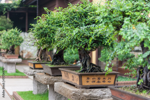 collection of bonsai trees