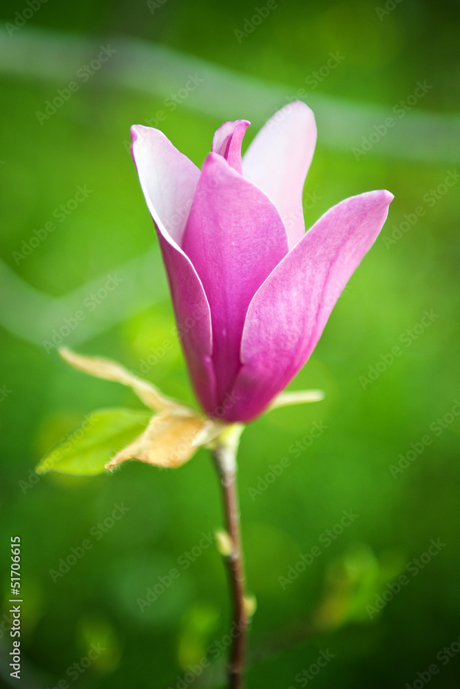 Fototapeta premium Magnolia flower