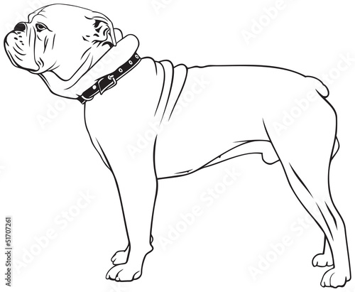 American Bulldog dog breed