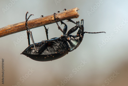 Carabus glabratus photo