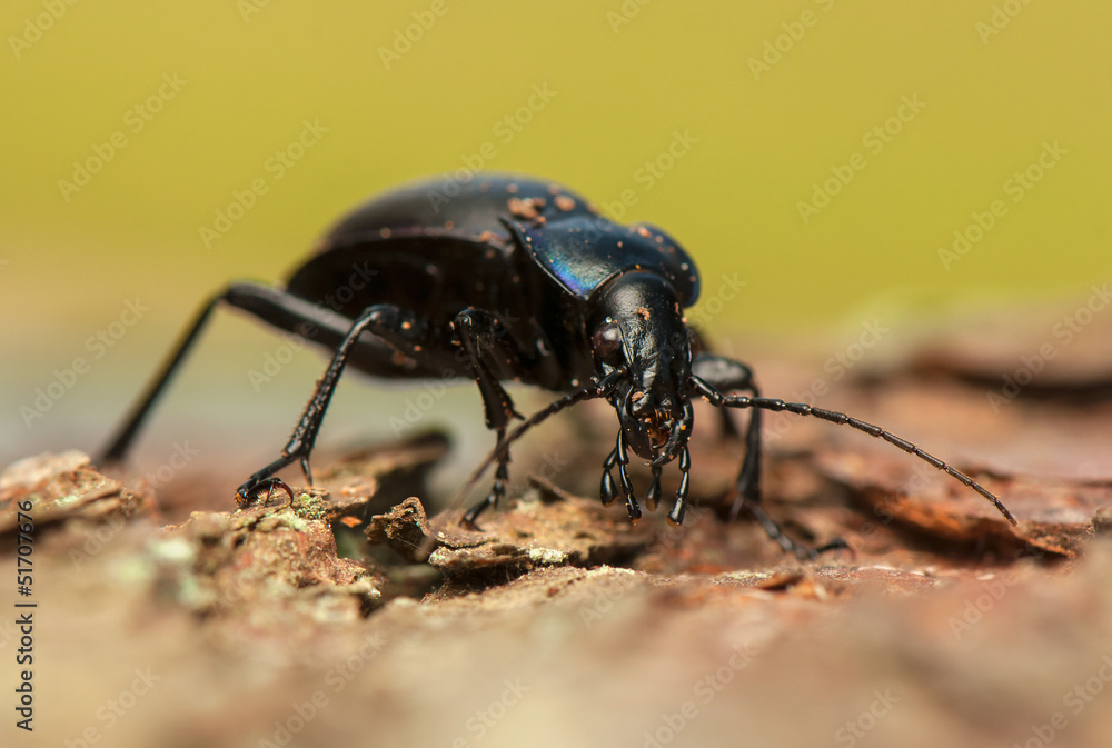 Carabus glabratus Carabus glabratus