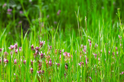 green grass with purple flowers