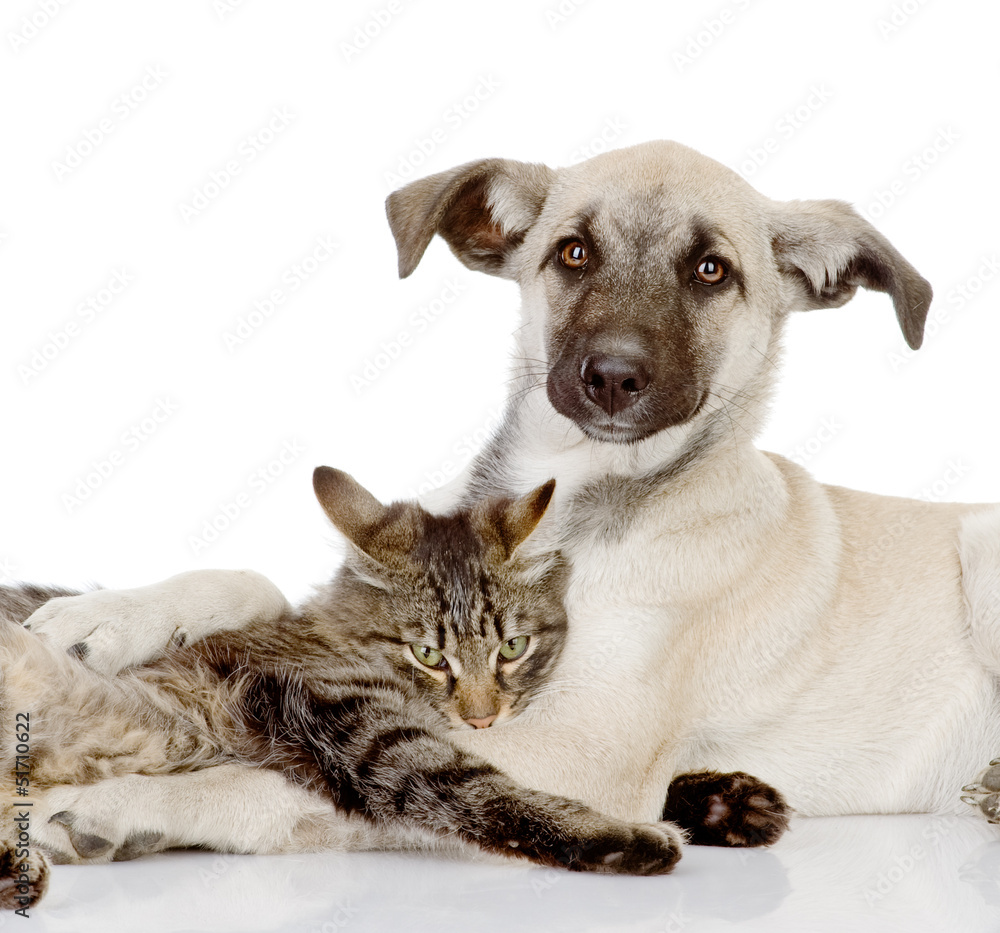 dog and cat embrace. isolated on white 