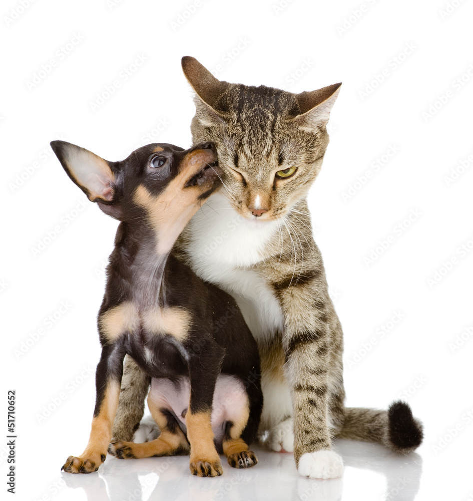 puppy kisses a cat. isolated on white