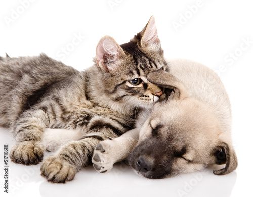 Kitten and a pup together. isolated on white 