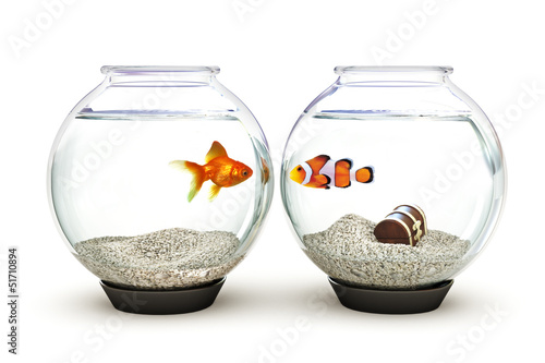 Opposites Attract, goldfish and clown fish showing curiosity