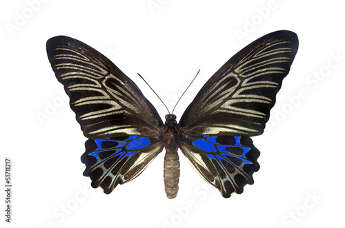 The Golden Birdwing photo