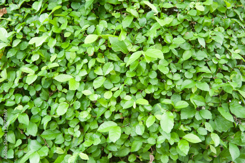Green hedge texture from garden Green hedge texture from garden
