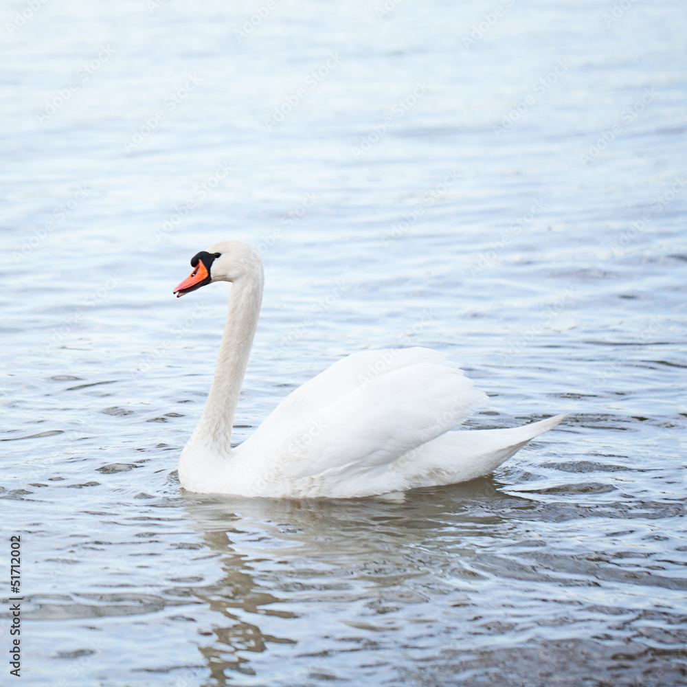 Fototapeta premium biały łabędź