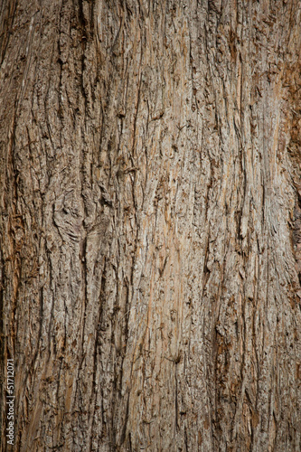 Bark of Old Pine Tree