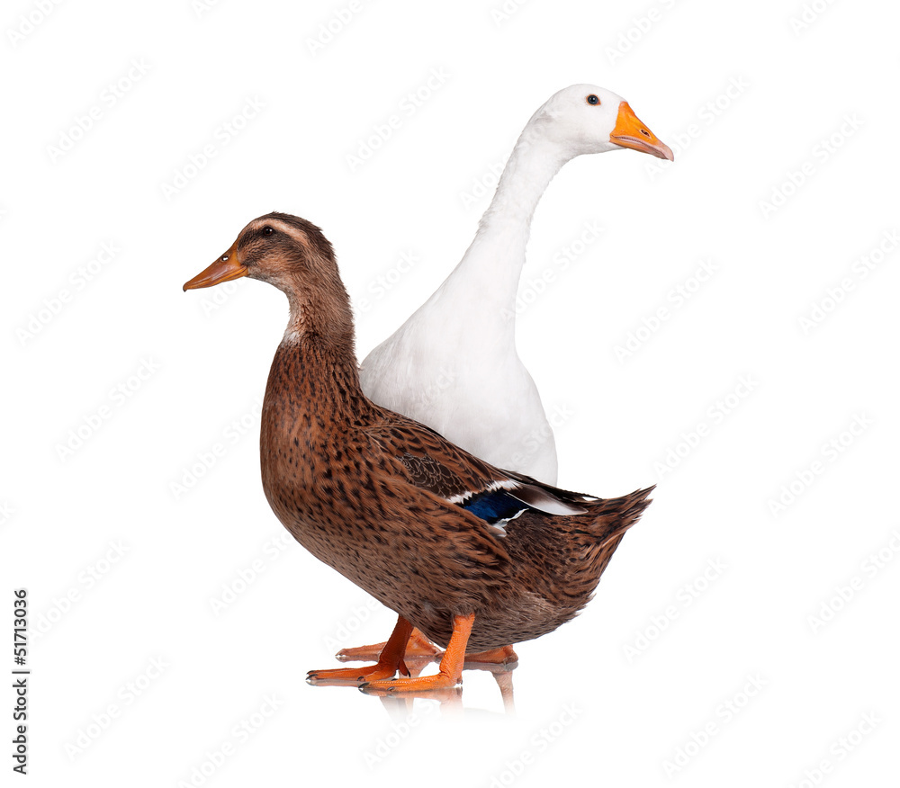 Obraz premium Duck and goose