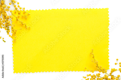Twigs of mimosa flowers and empty card, isolated on white
