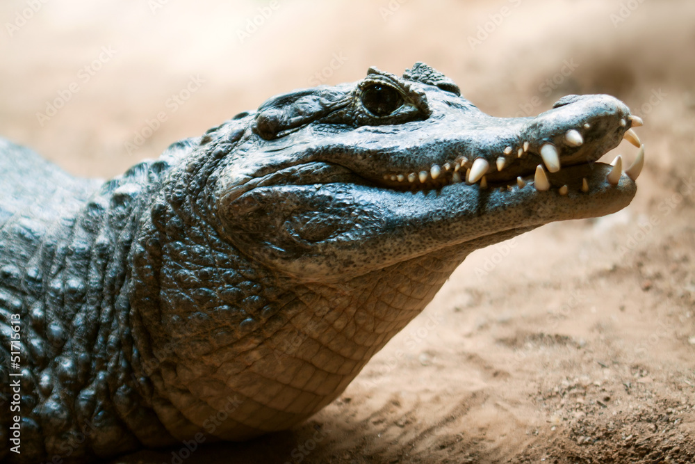 Fototapeta premium Head of Yacare caiman