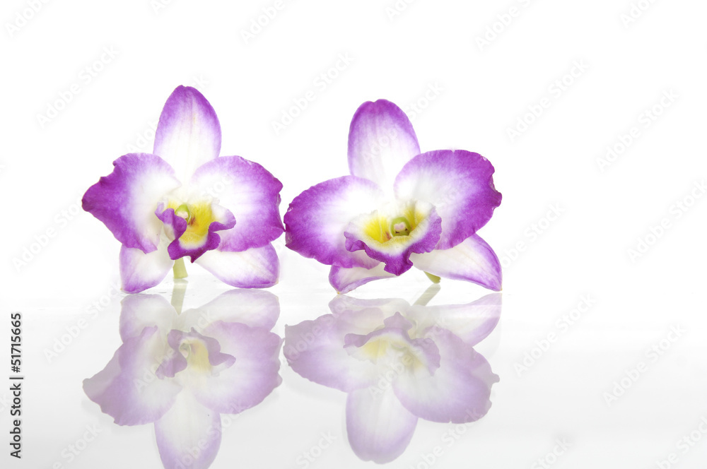Two orchid flowers reflection (with clipping path) Two orchid flowers reflection (with clipping path)
