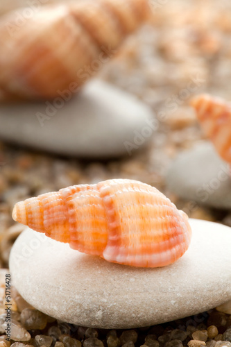 Quadro em tela Sea cockleshell on a stone