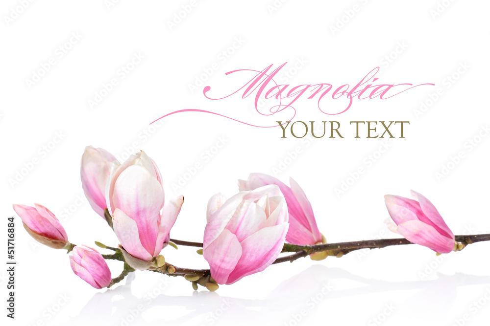 Fototapeta premium Beautiful branch of magnolia flowers on a white background