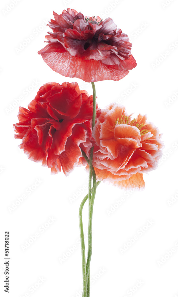 Fototapeta premium poppy