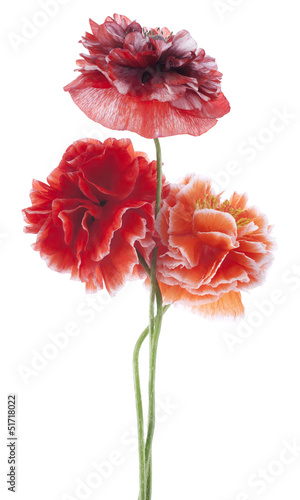 Fototapeta Naklejka Na Ścianę i Meble -  poppy