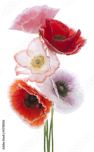 Fototapeta Naklejka Na Ścianę i Meble -  poppy