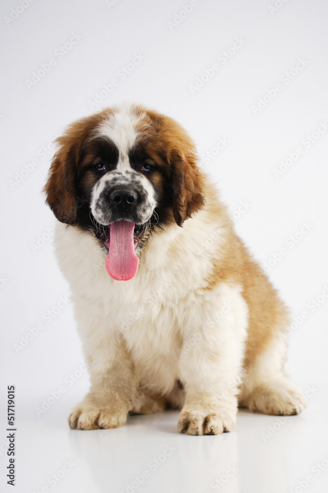 Saint Bernard puppy