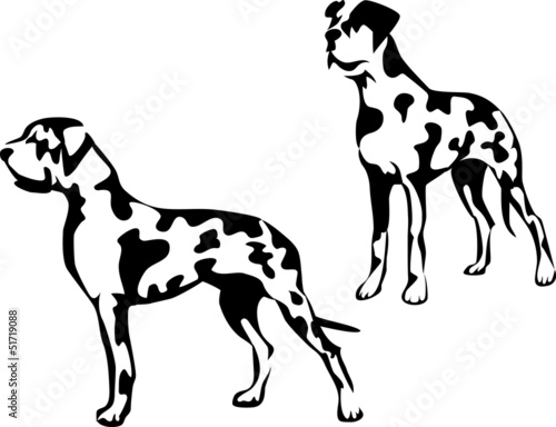 great dane - harlequin