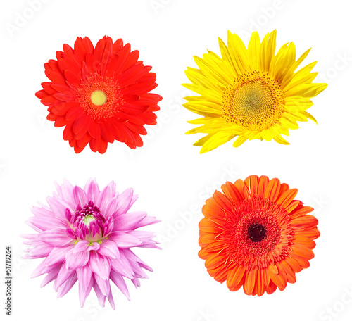 flowers isolated on white