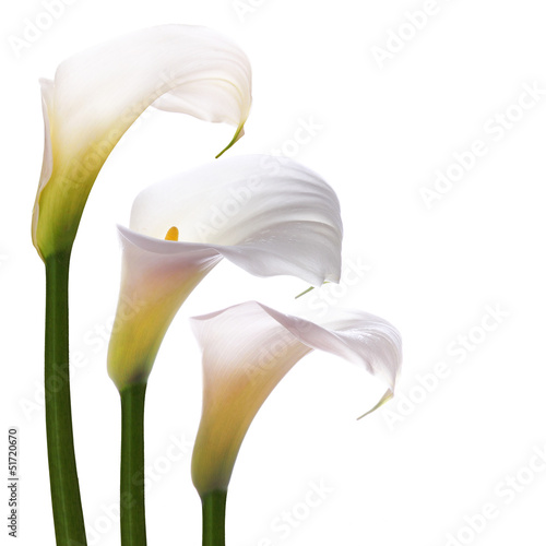 Fototapeta Naklejka Na Ścianę i Meble -  White callas flowers