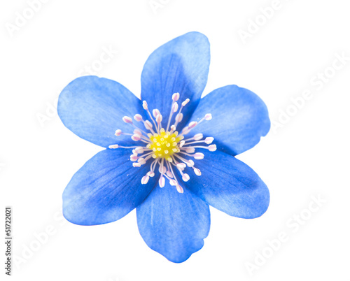 blue flower isolated