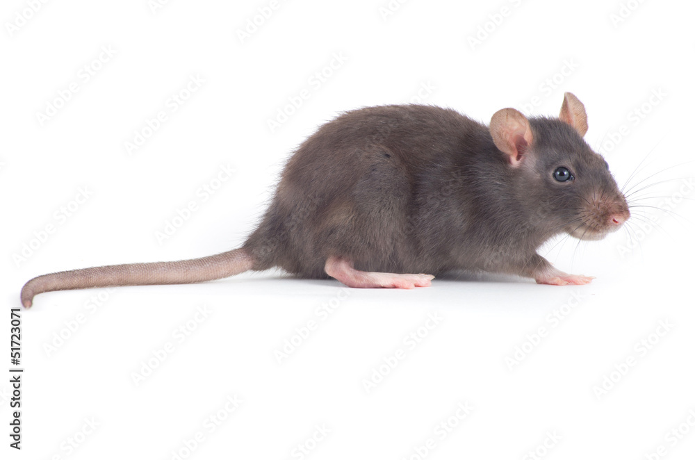 rat rat